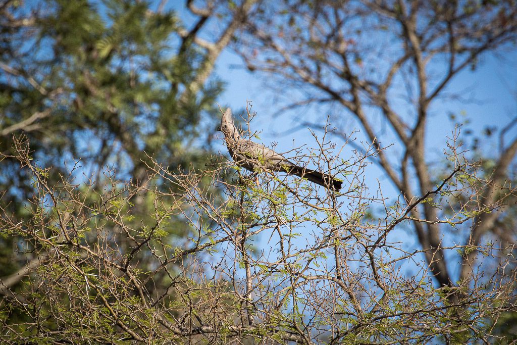  Mthethomusha Game Reserve