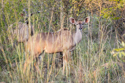  Mthethomusha Game Reserve