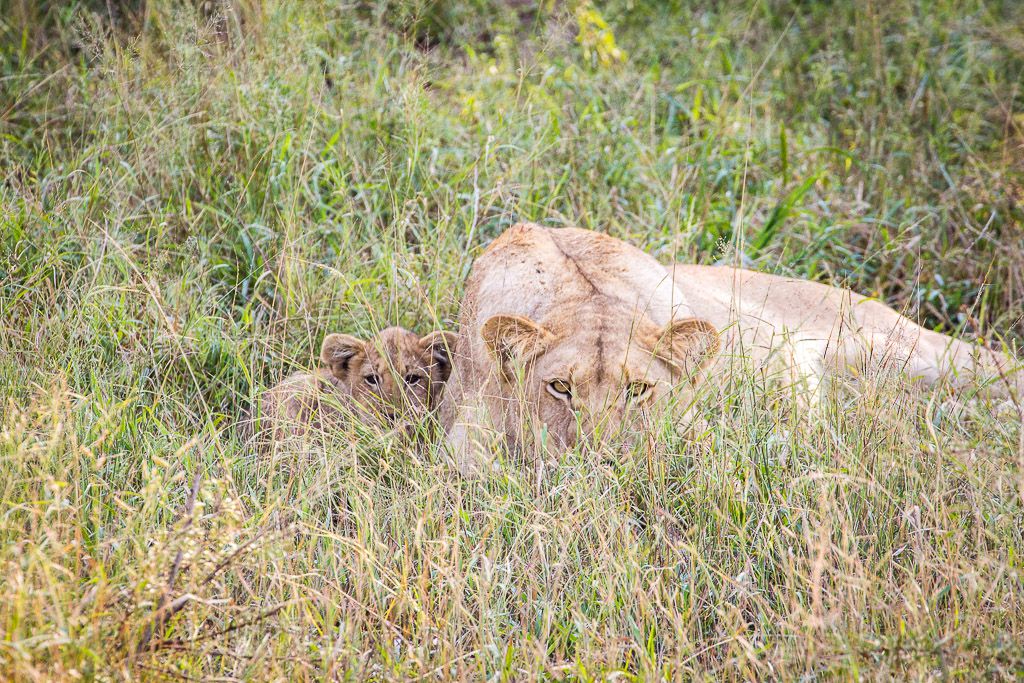  Mthethomusha Game Reserve