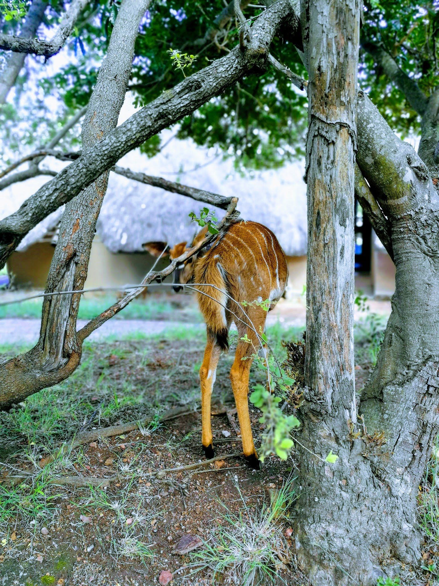  Mthethomusha Game Reserve