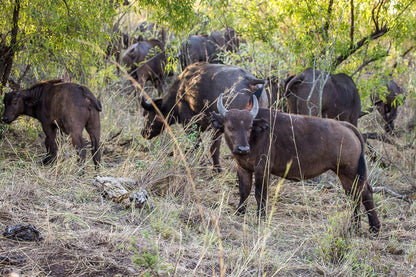  Mthethomusha Game Reserve