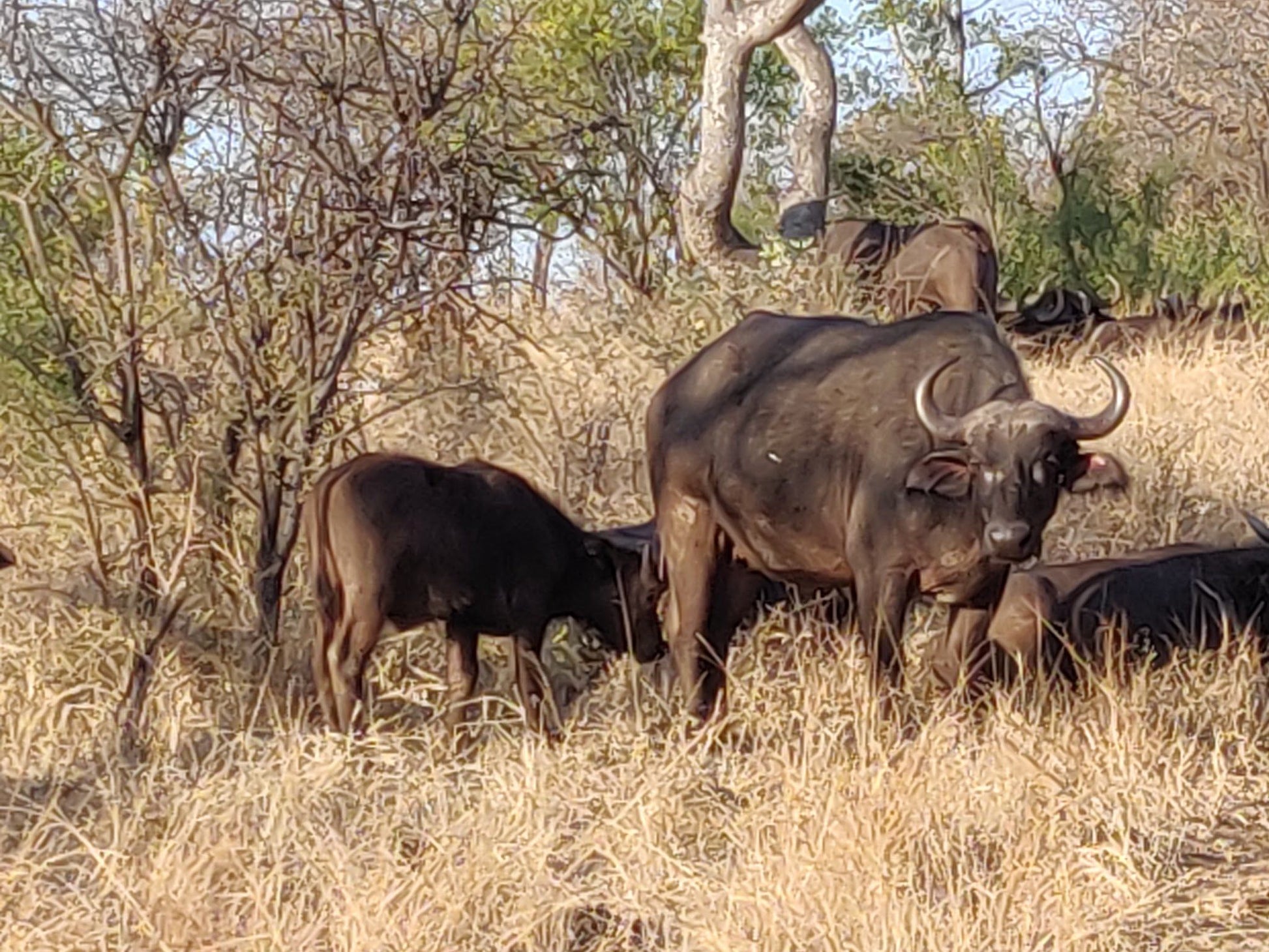  Mthethomusha Game Reserve