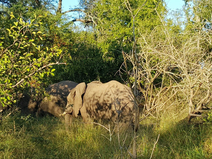  Mthethomusha Game Reserve