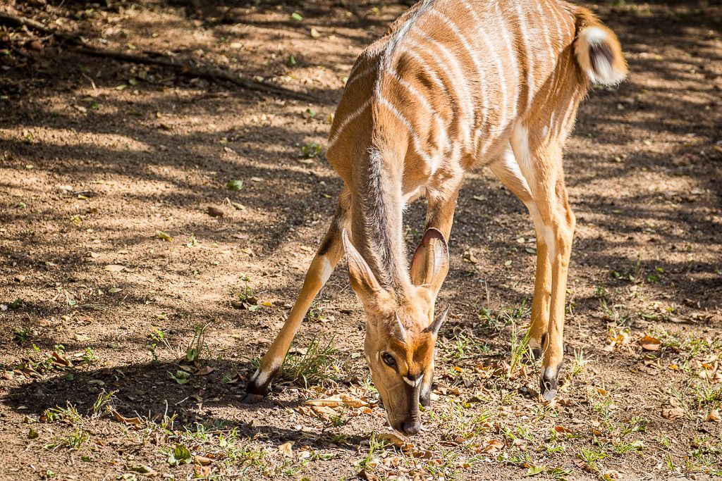  Mthethomusha Game Reserve