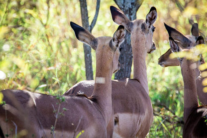  Mthethomusha Game Reserve