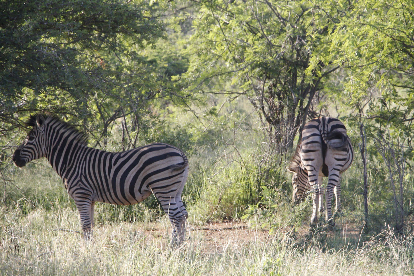  Mthethomusha Game Reserve