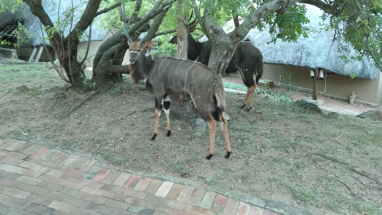  Mthethomusha Game Reserve