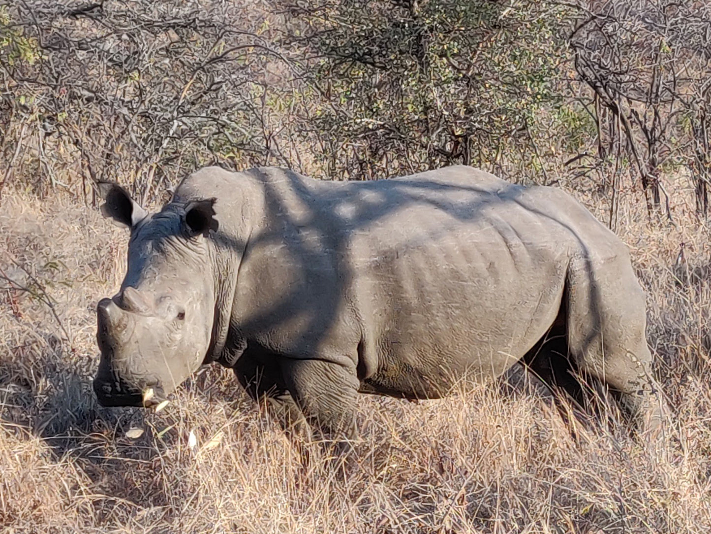  Mthethomusha Game Reserve