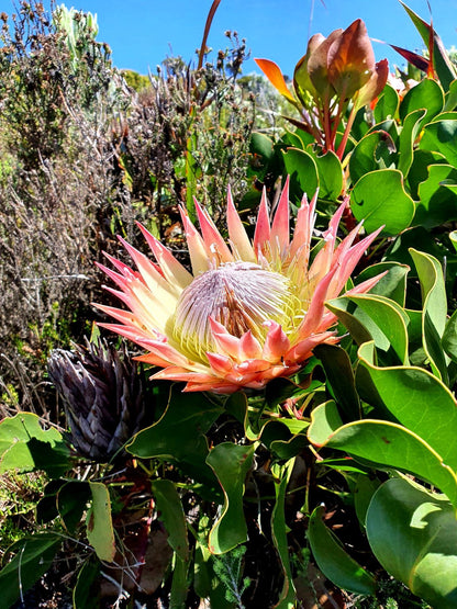  Muizenberg Cave