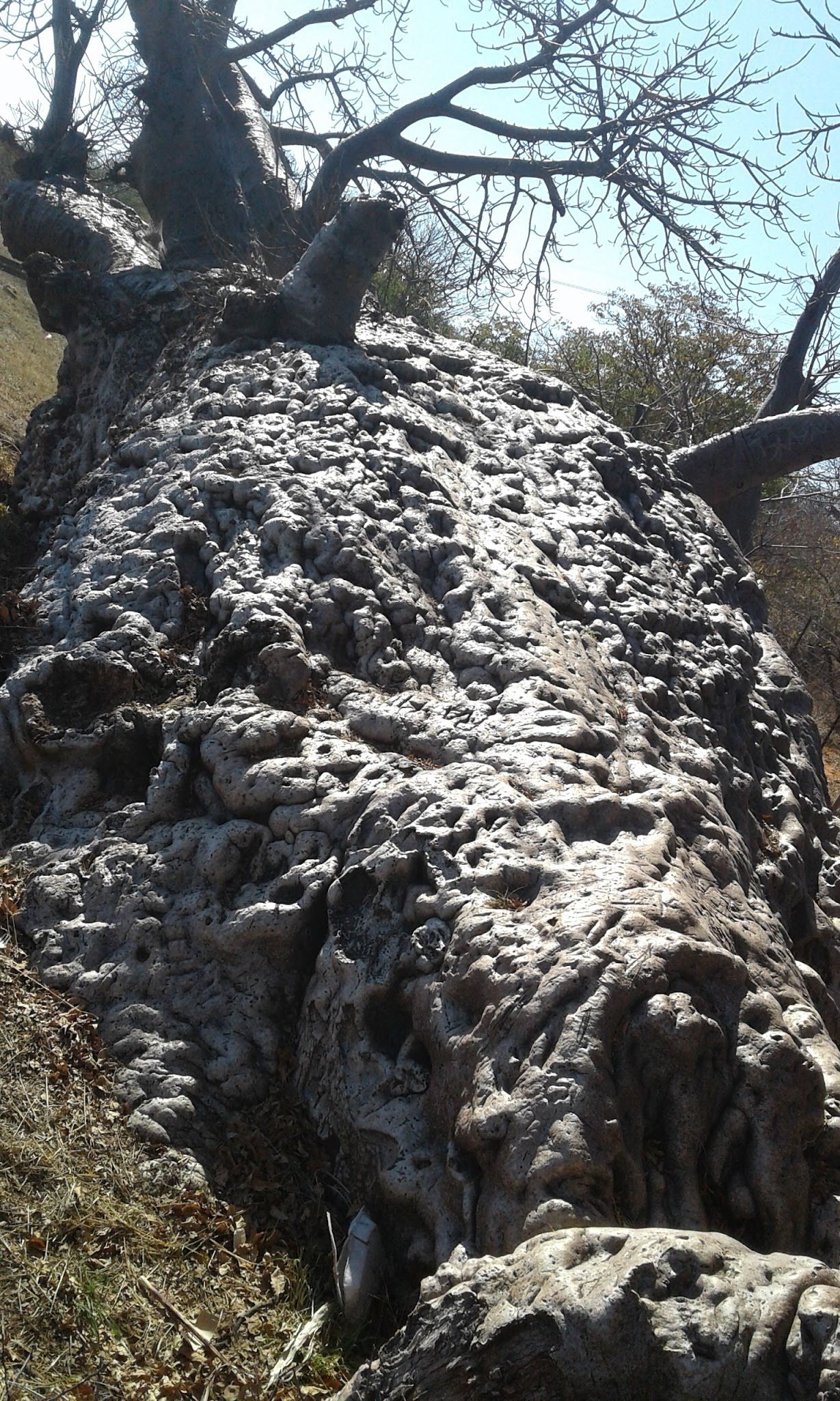  Musina Nature Reserve