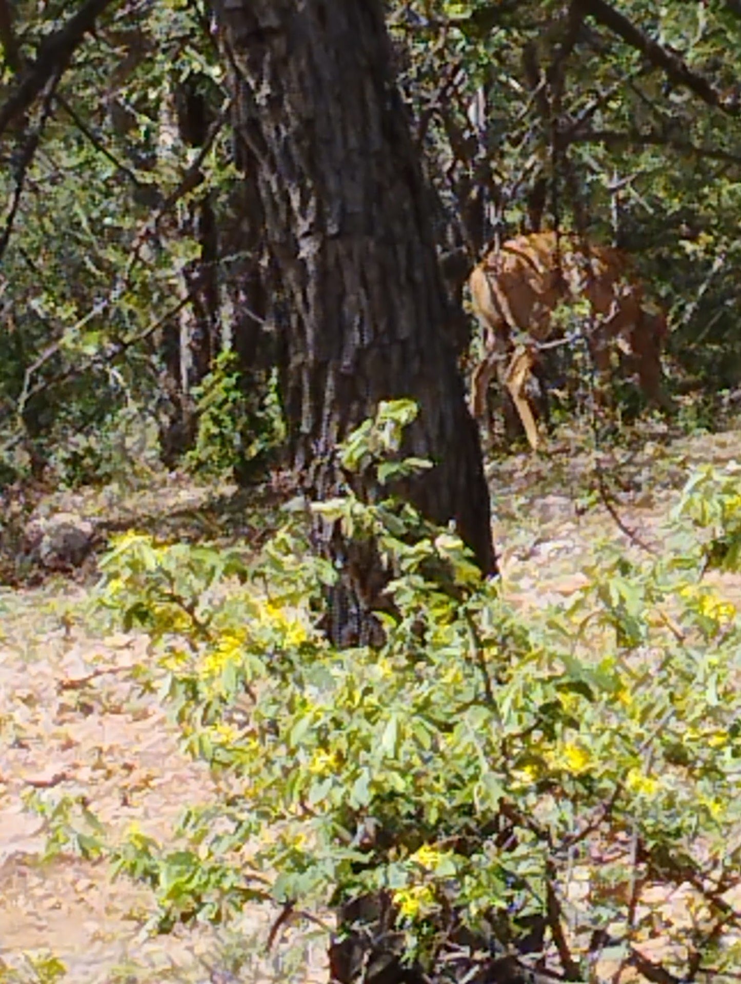  Musina Nature Reserve