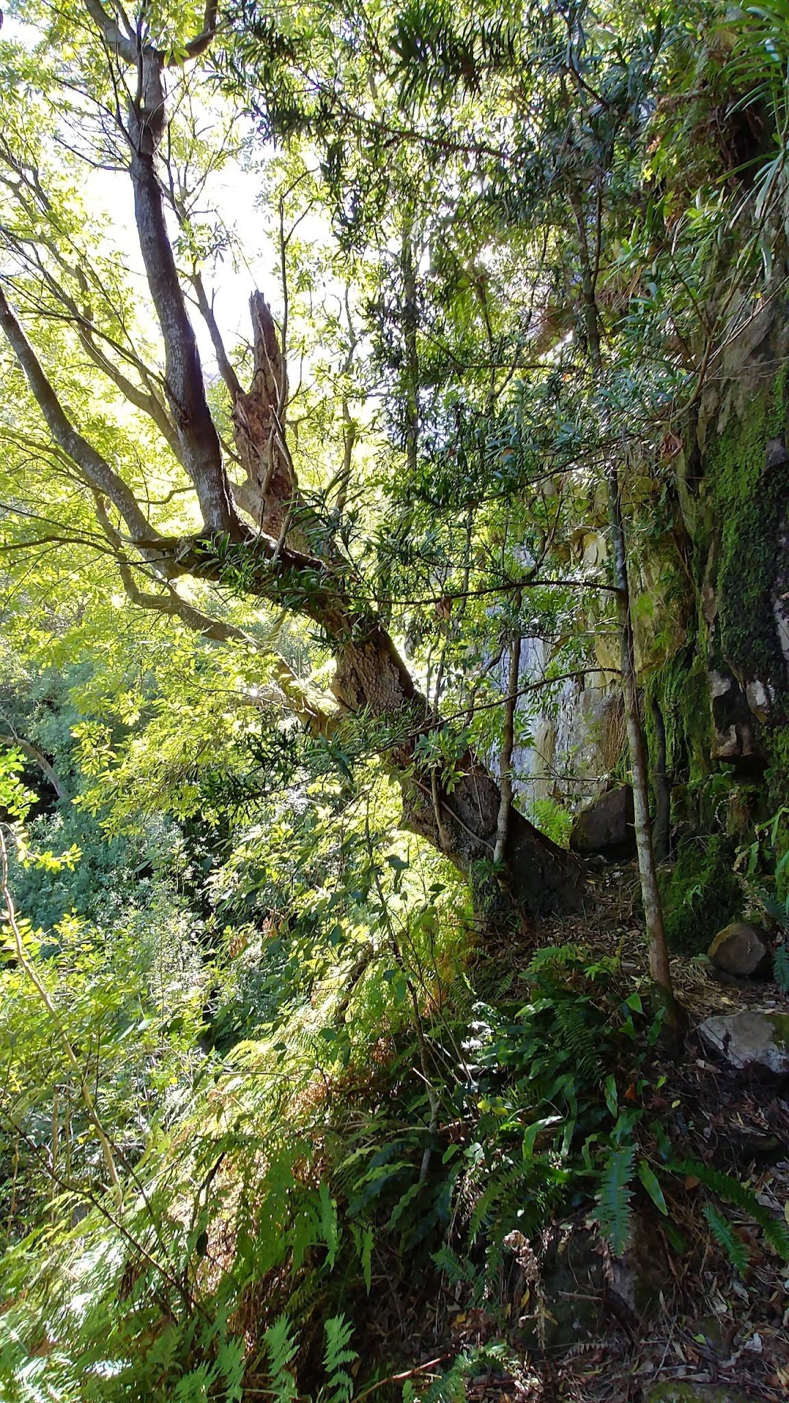  Myburgh's Waterfall Ravine