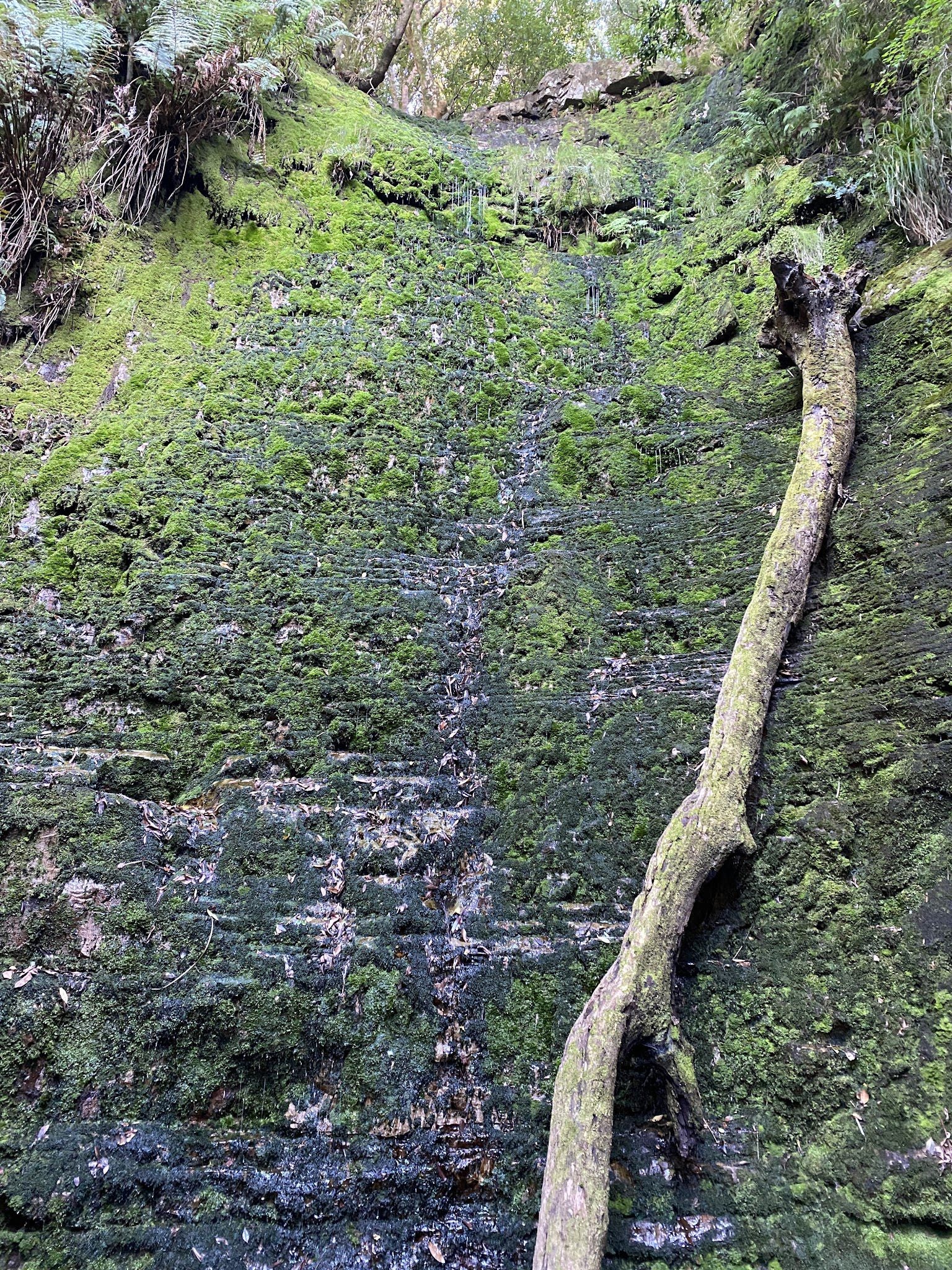  Myburgh's Waterfall Ravine