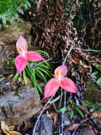  Myburgh's Waterfall Ravine