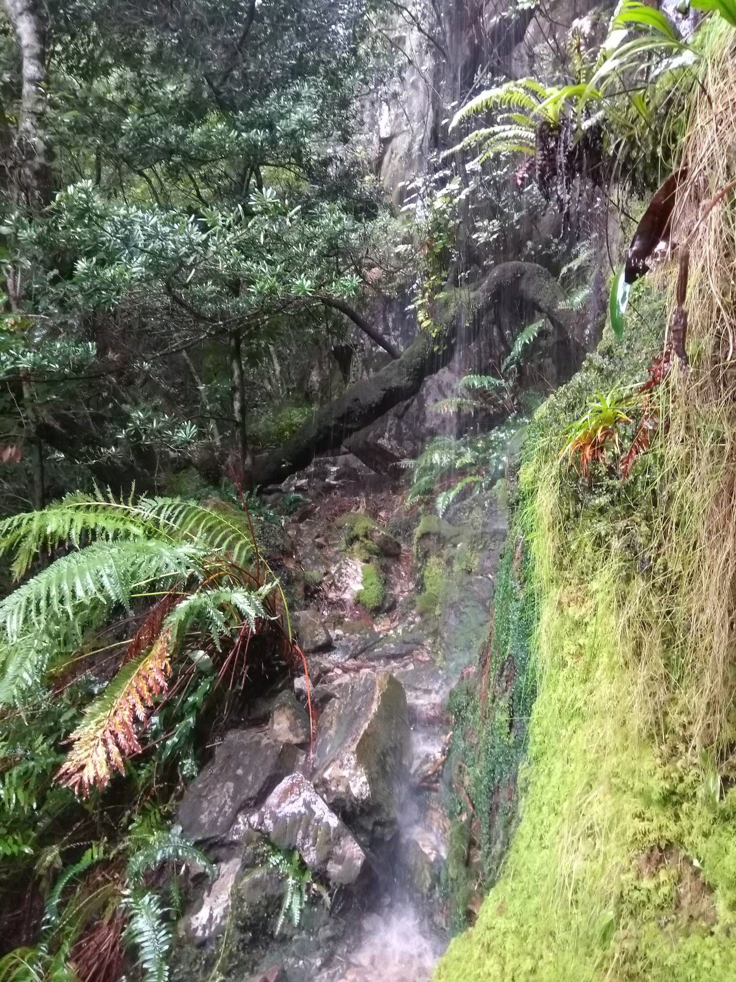  Myburgh's Waterfall Ravine