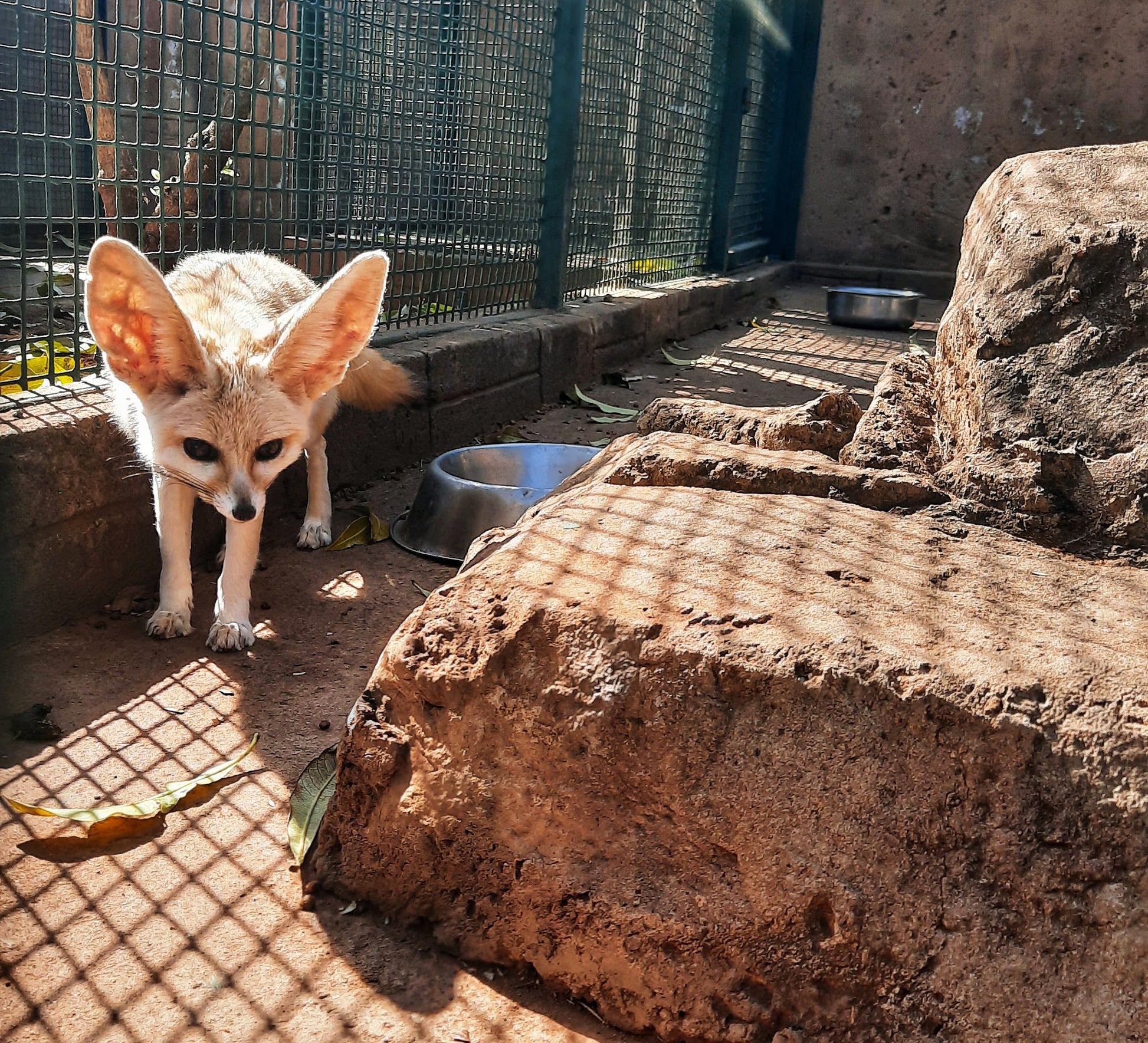  Mystic Monkeys and Feathers Wildlife Park