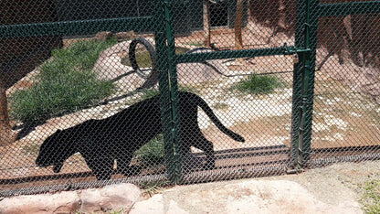  Mystic Monkeys and Feathers Wildlife Park