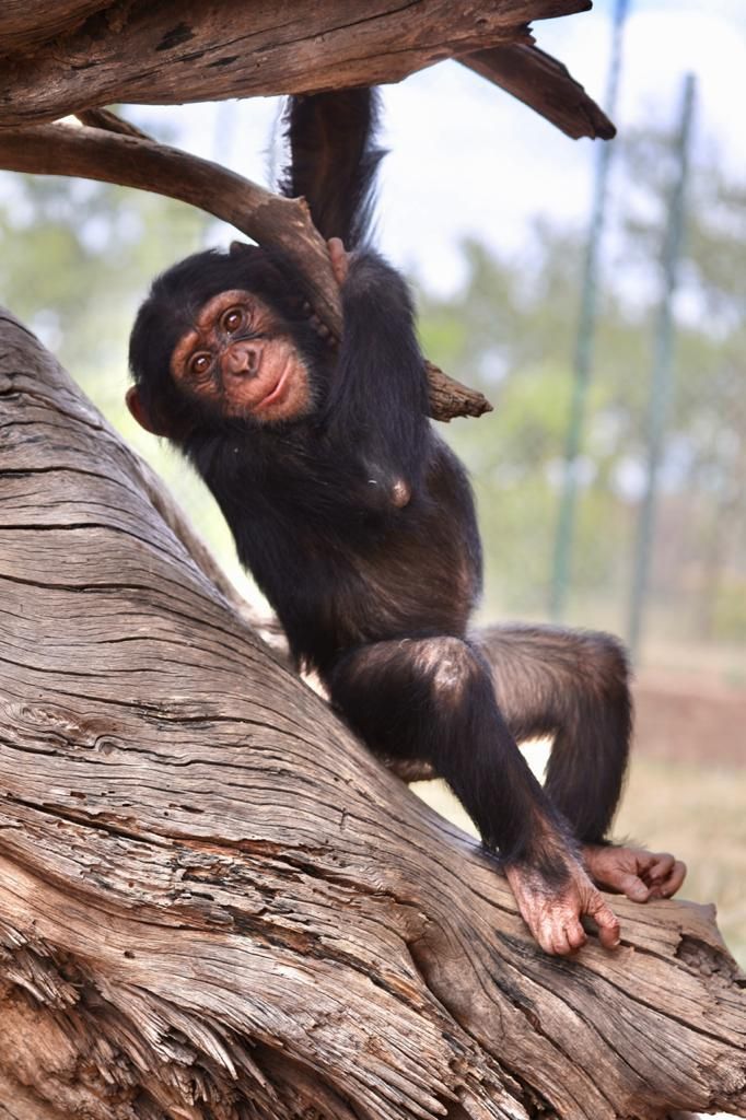  Mystic Monkeys and Feathers Wildlife Park