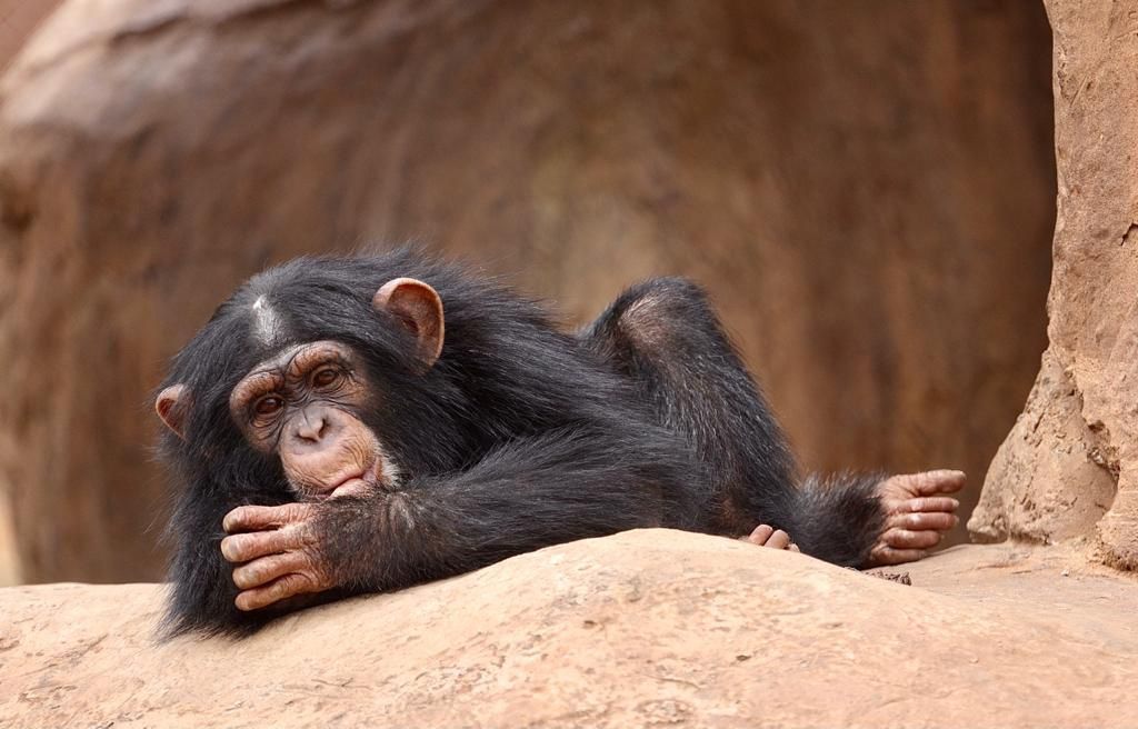  Mystic Monkeys and Feathers Wildlife Park