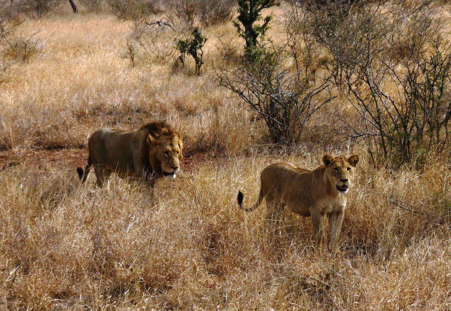  N' wanetsi Picnic Spot