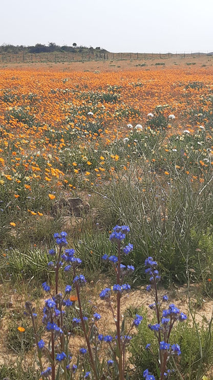  Namaqua Flower Skilpad Camp