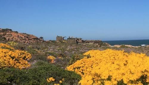  Namaqua Flower Skilpad Camp