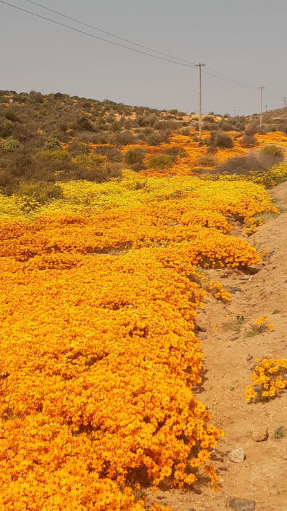  Namaqua Flower Skilpad Camp