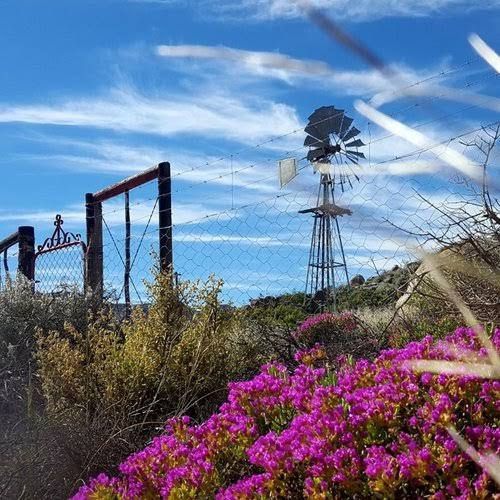  Namaqua Flower Skilpad Camp