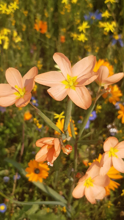  Namaqua Flower Skilpad Camp