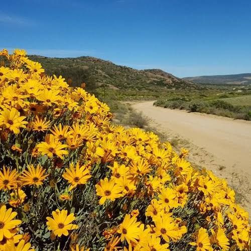  Namaqua Flower Skilpad Camp