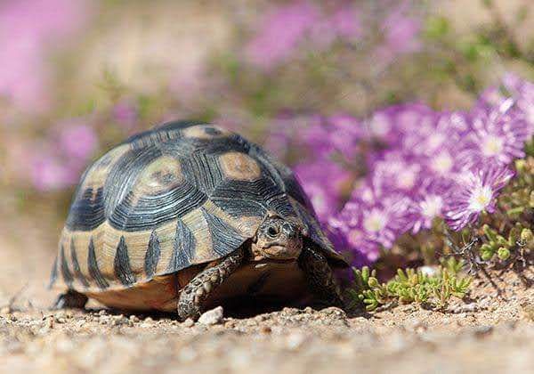  Namaqua National Park