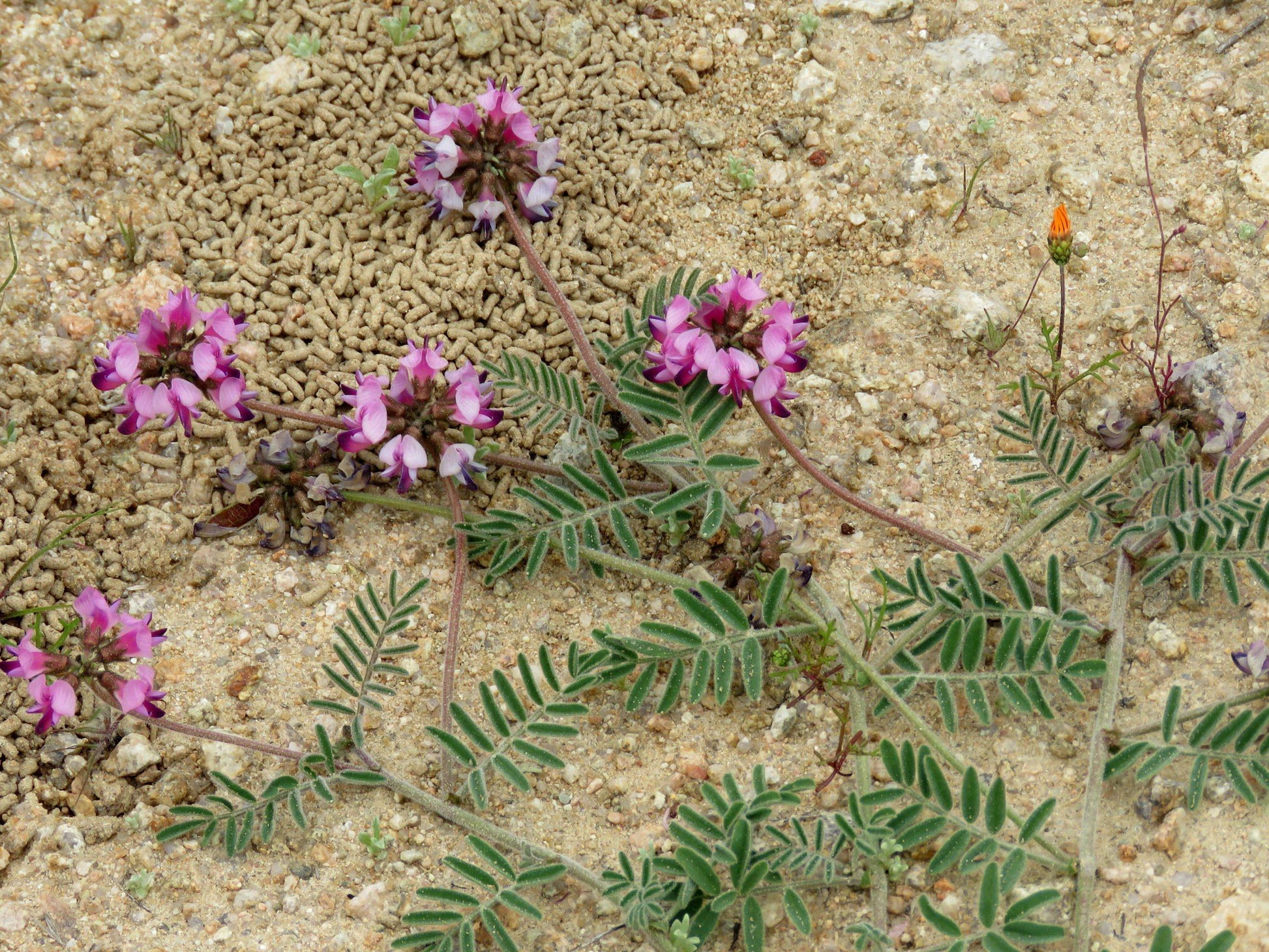  Namaqua National Park