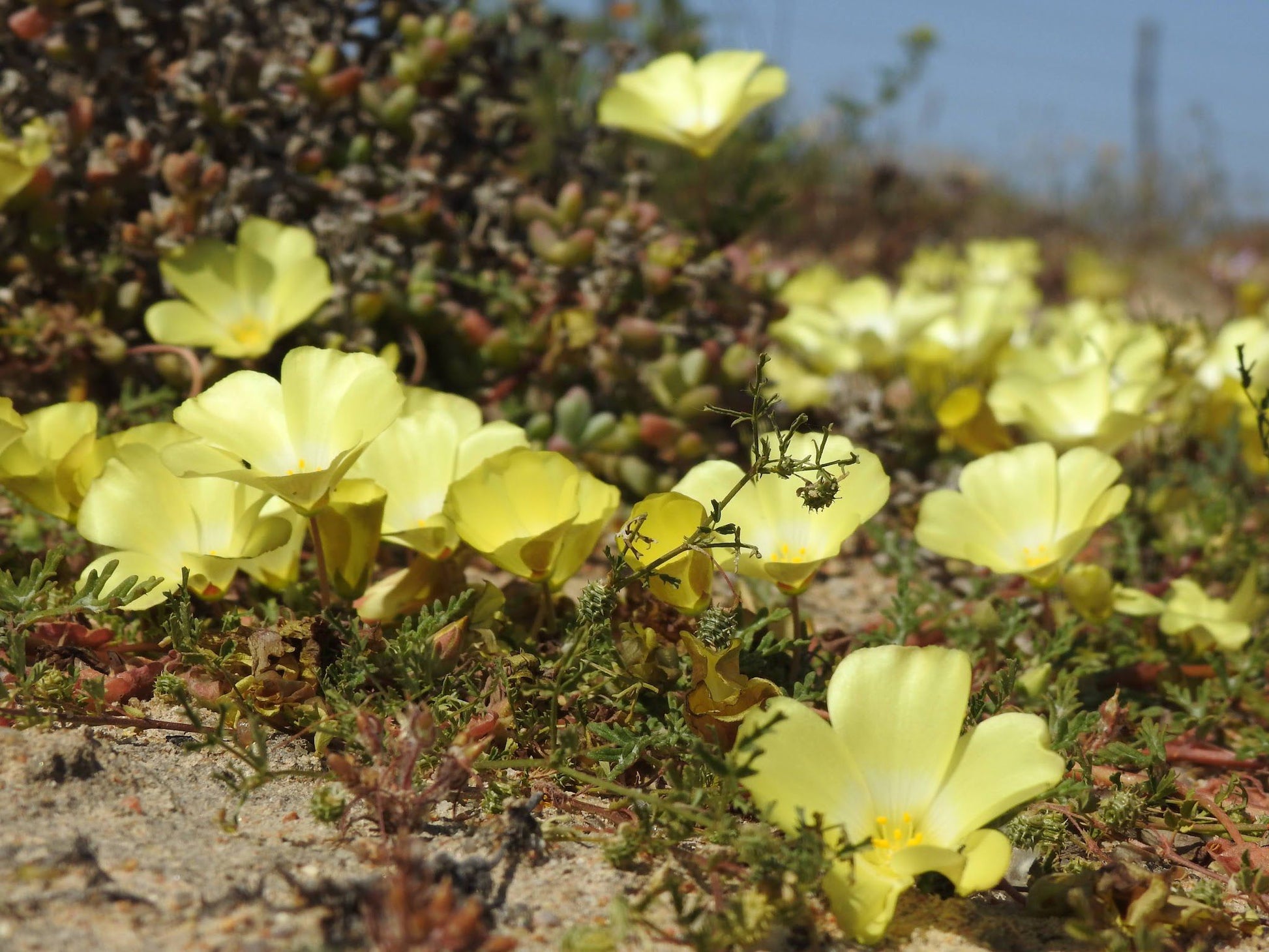  Namaqua National Park