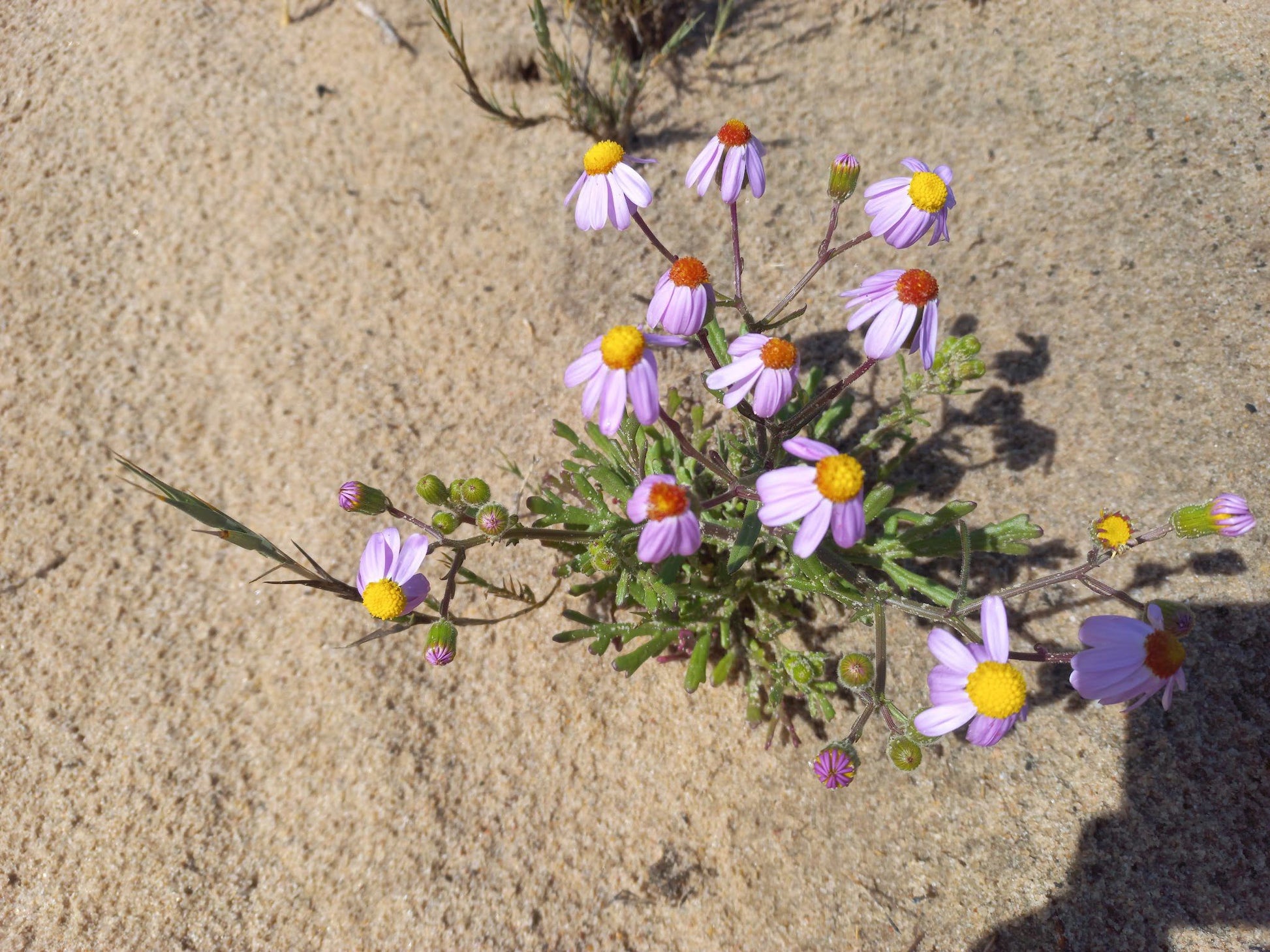  Namaqua National Park