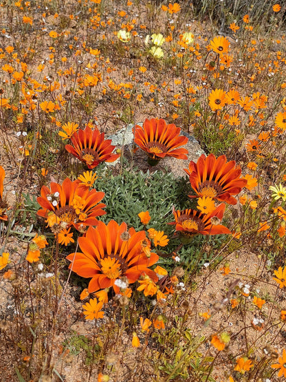  Namaqua National Park