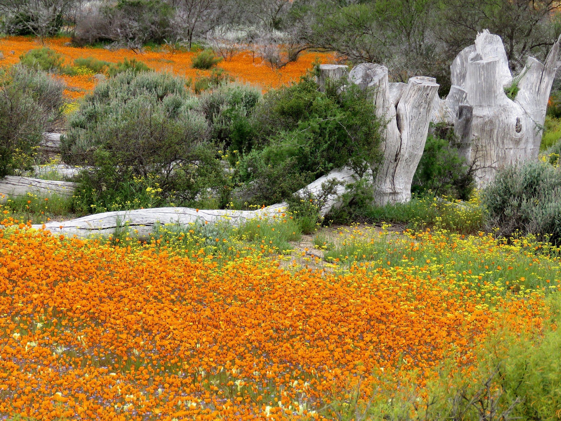  Namaqua National Park