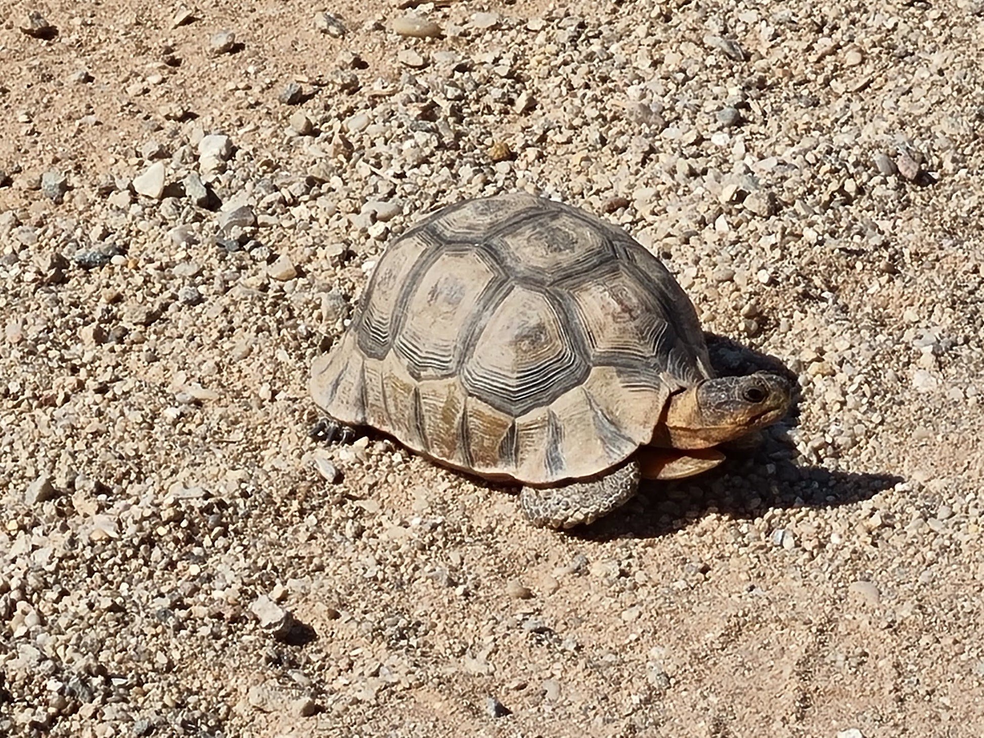  Namaqua National Park