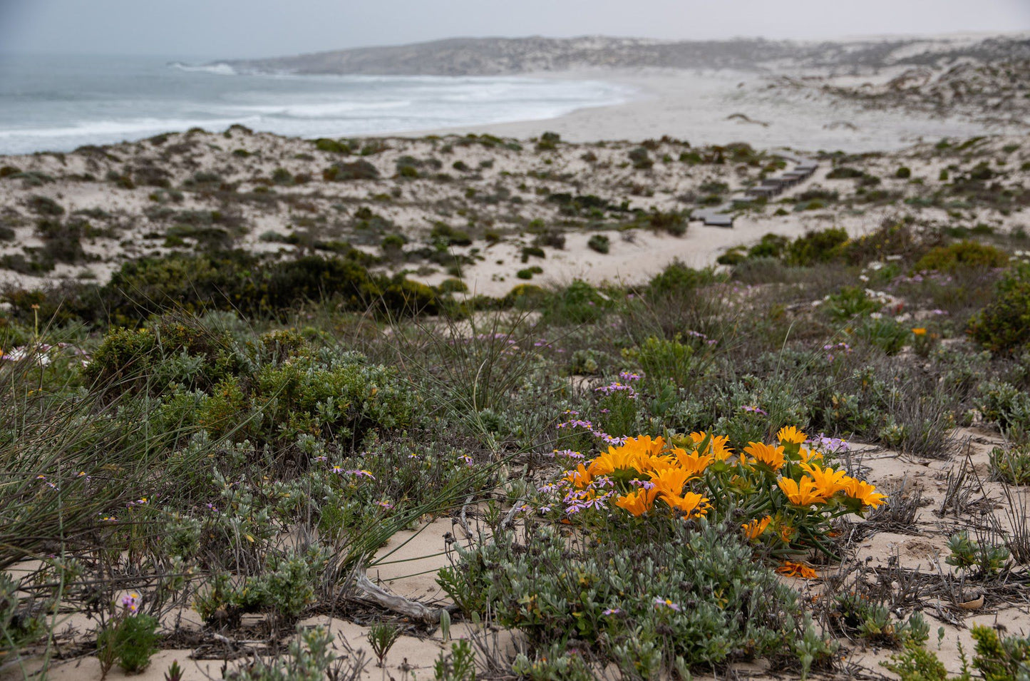  Namaqua National Park