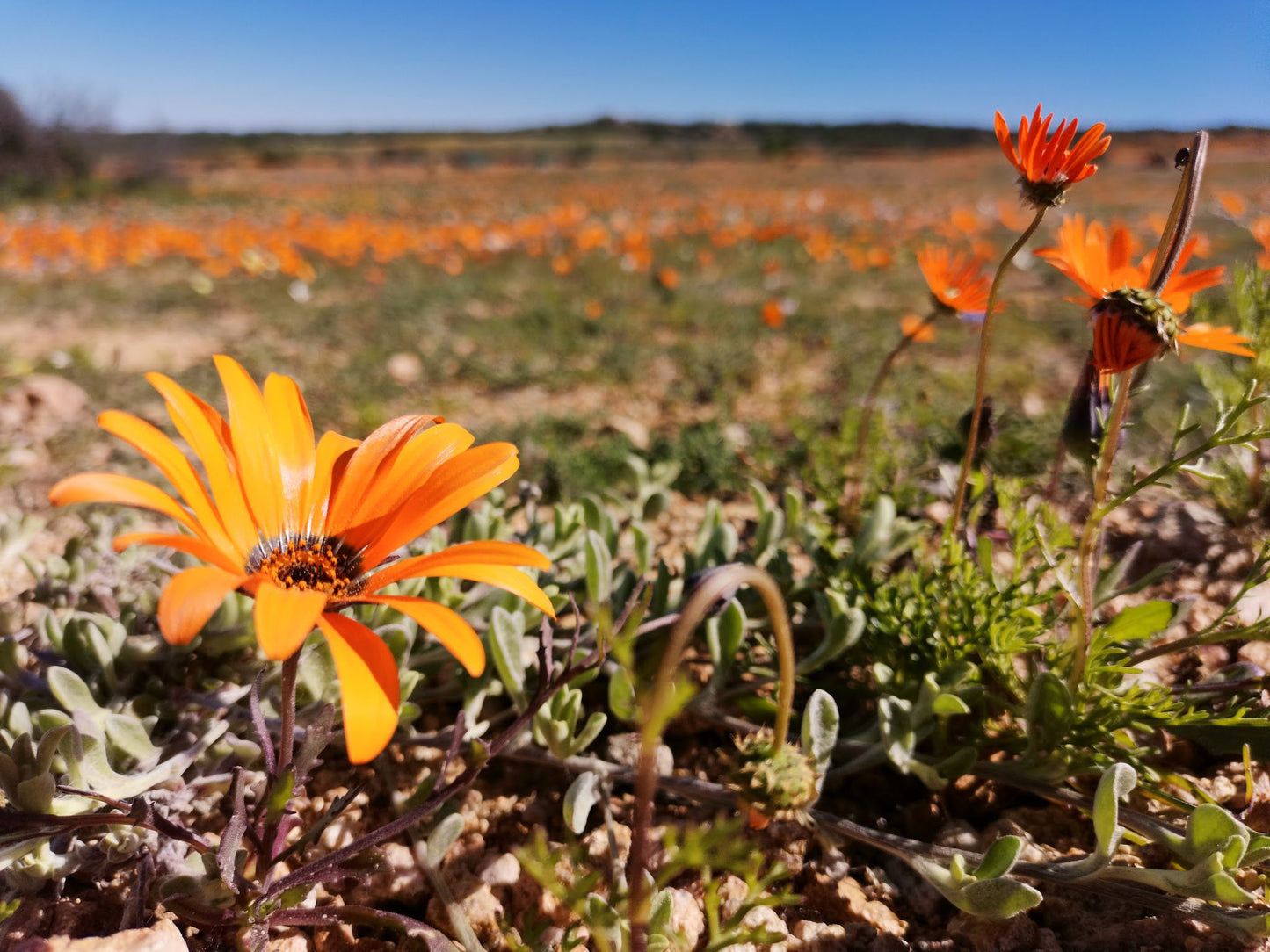  Namaqua National Park