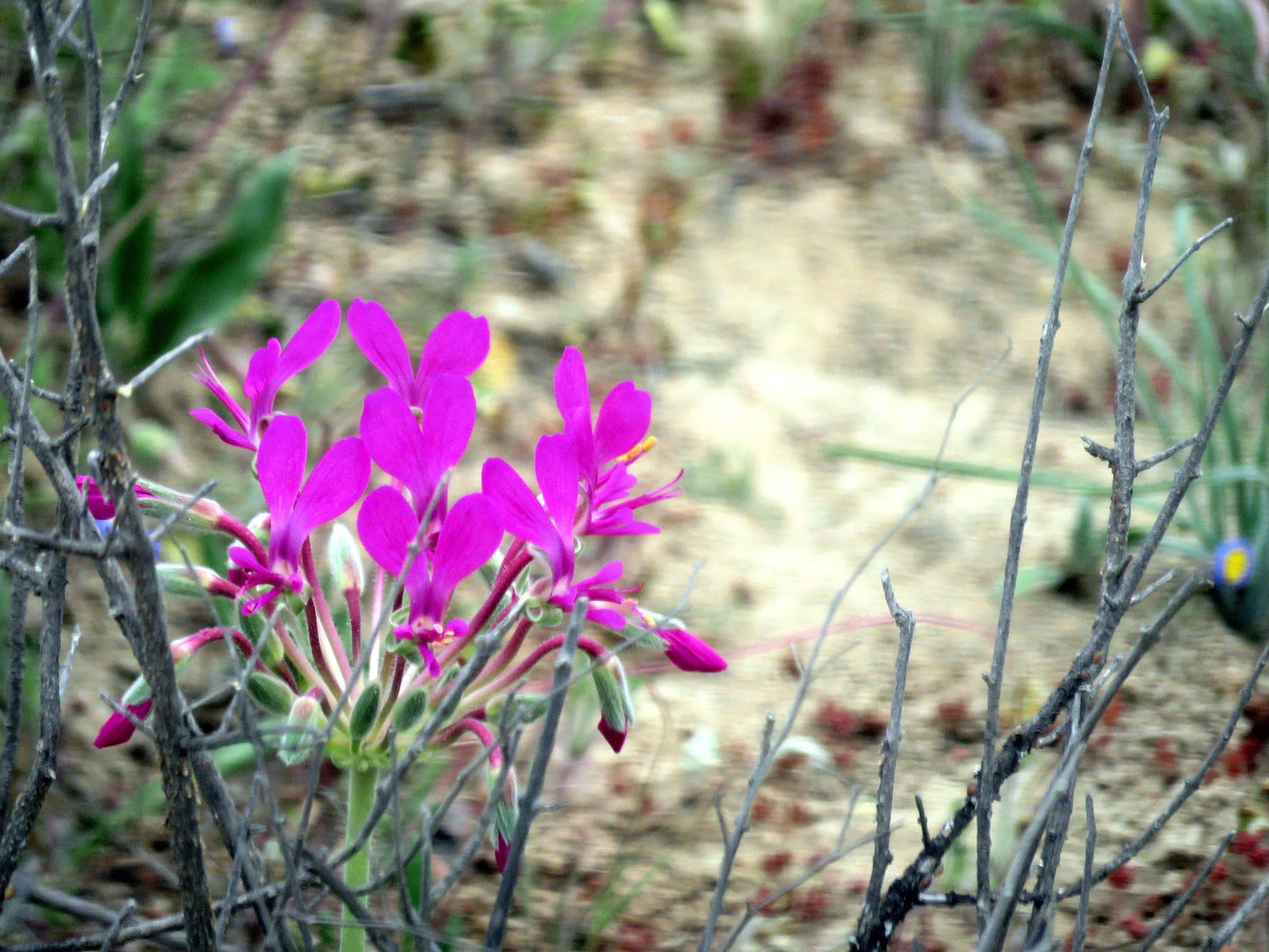  Namaqua National Park