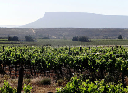  Namaqua Wines