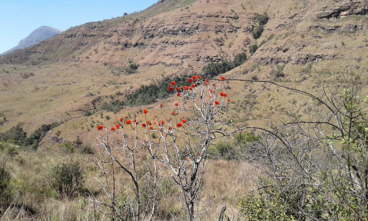 Nandi's Falls