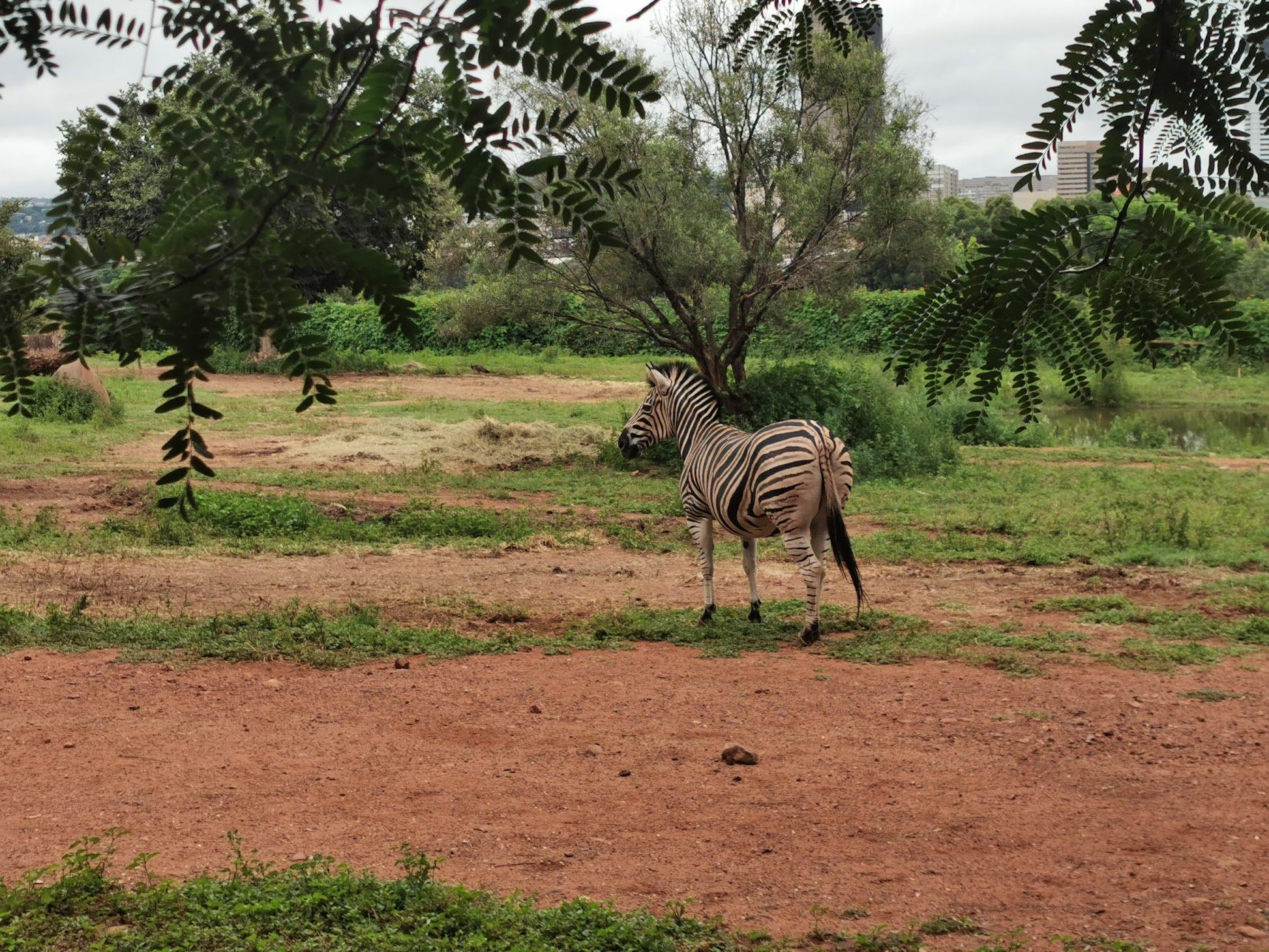  National Zoological Gardens of South Africa