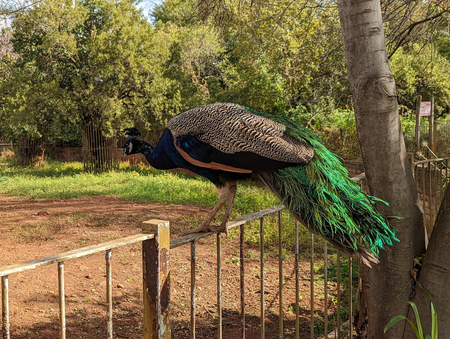  National Zoological Gardens of South Africa