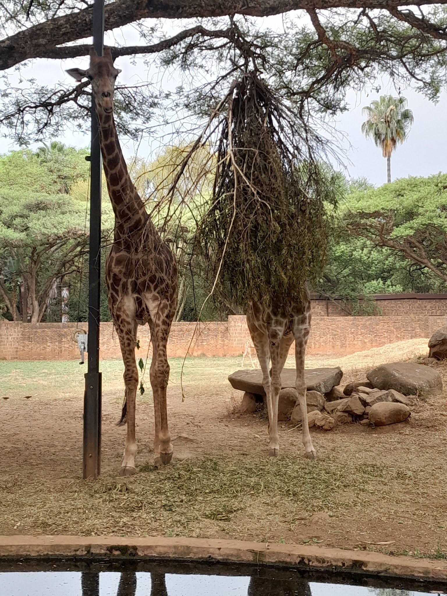  National Zoological Gardens of South Africa