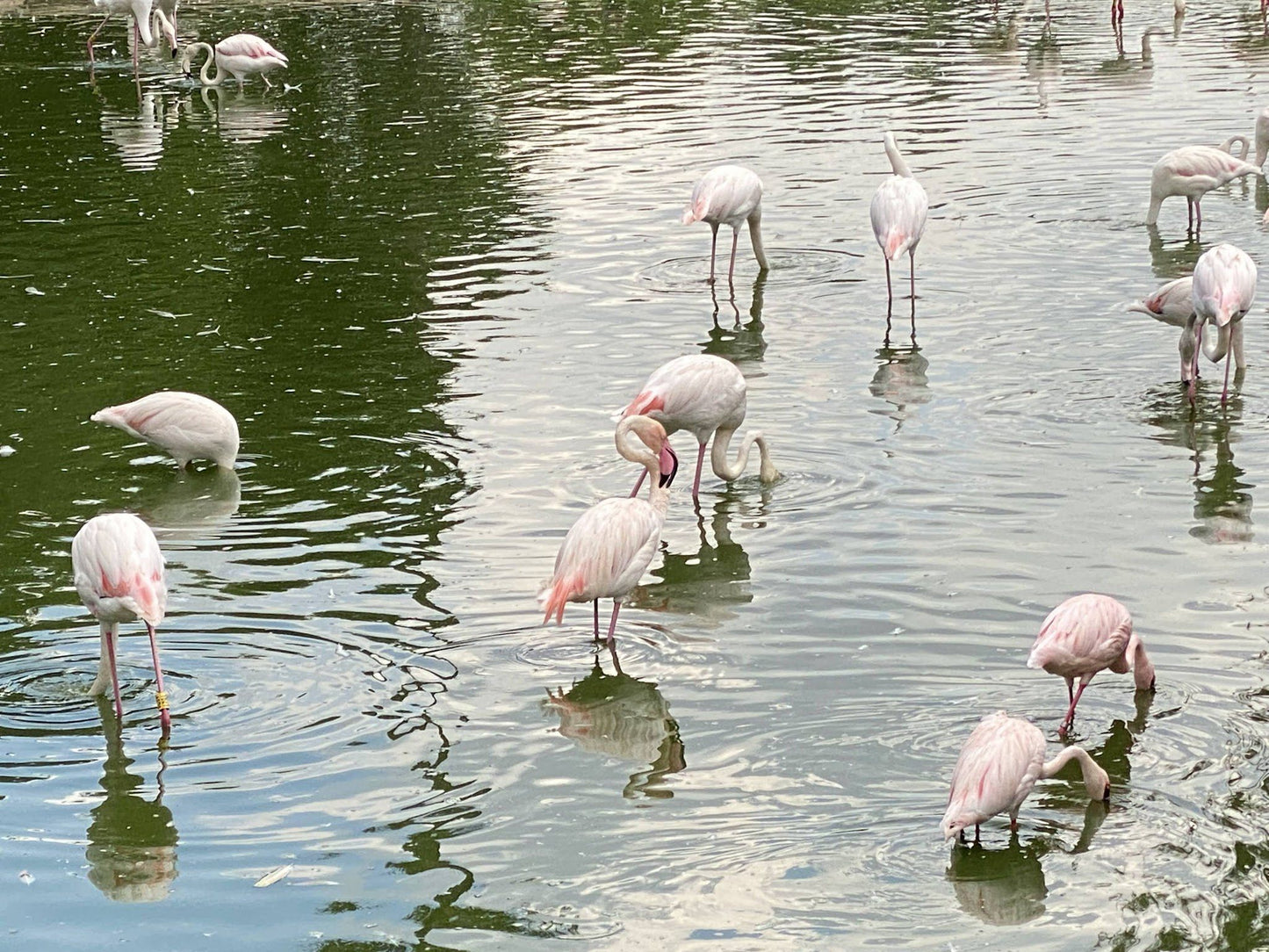  National Zoological Gardens of South Africa