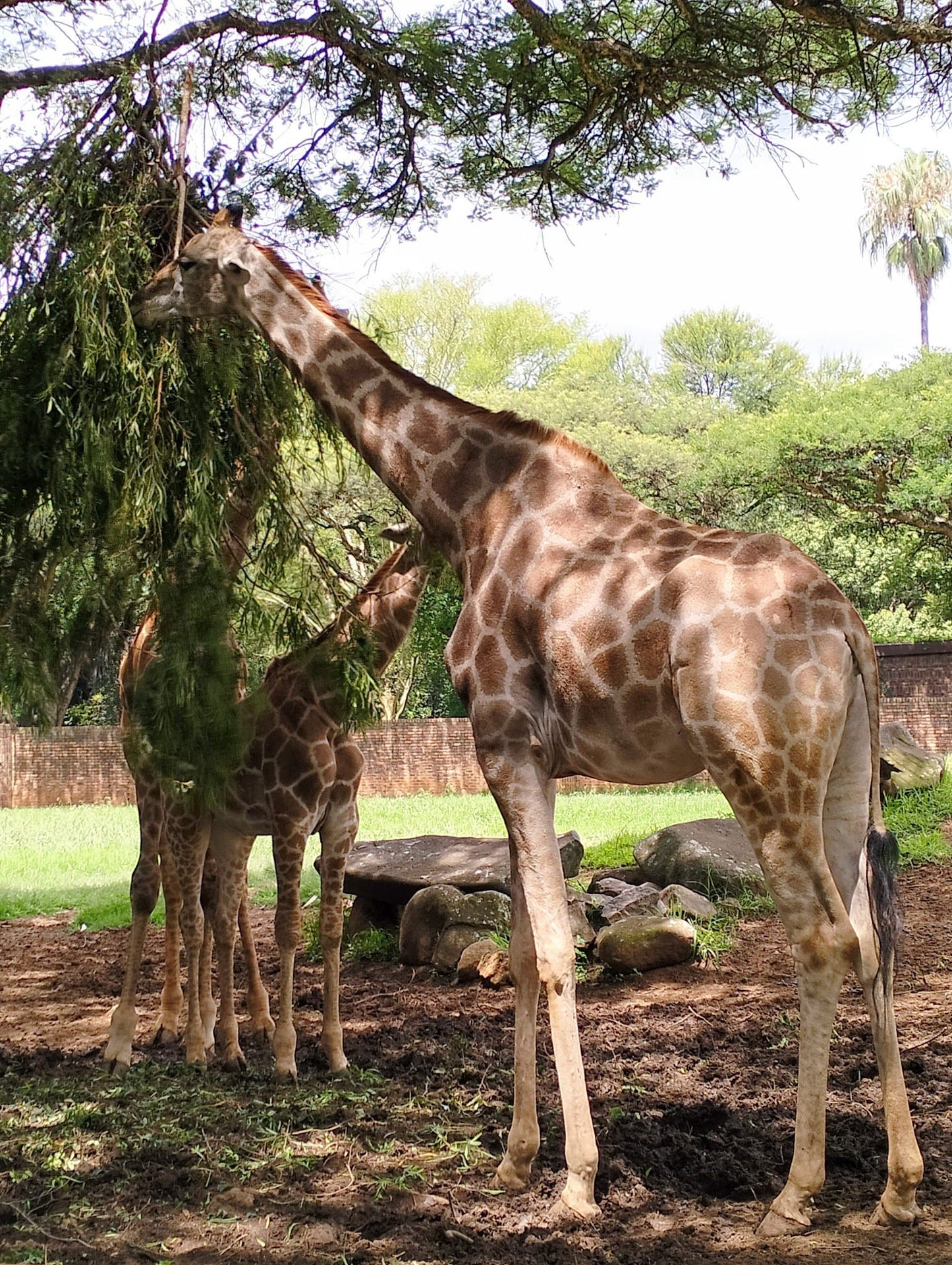  National Zoological Gardens of South Africa