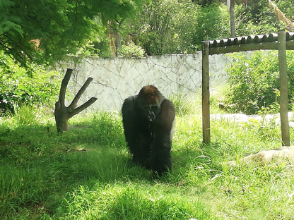  National Zoological Gardens of South Africa