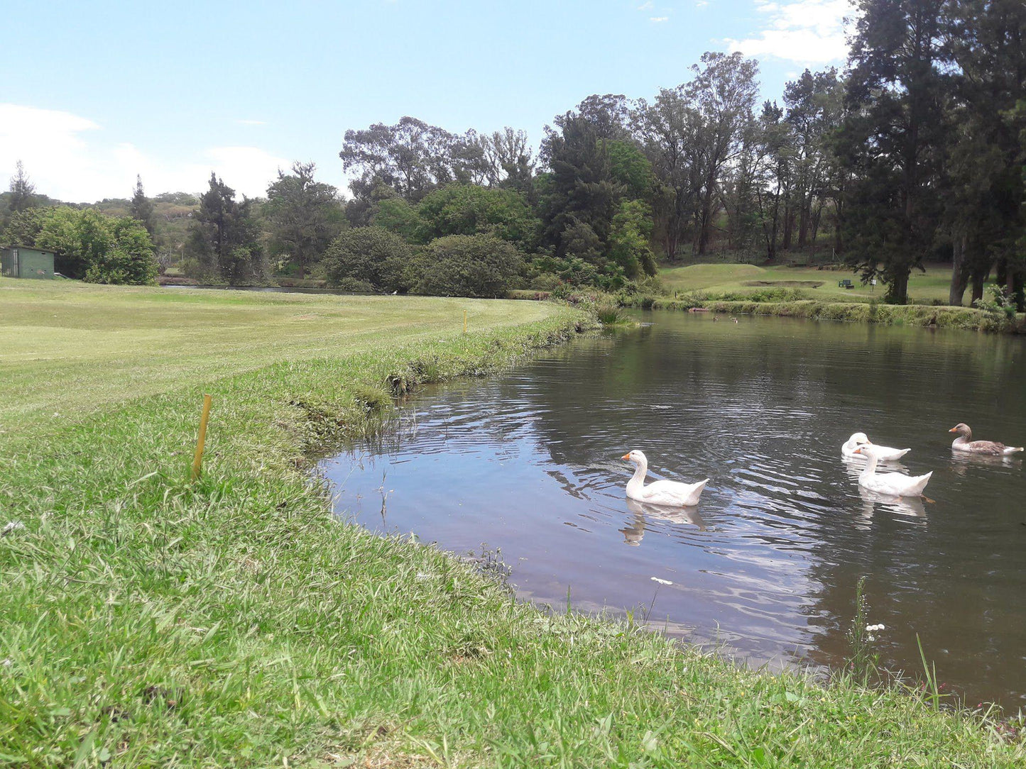 Nature, Ball Game, Sport, Golfing, Animal, Bird, Waters, River, Swan, Maritzburg Golf Club, 3201 New England Rd, Kwazulu-Natal, Pietermaritzburg, 3201