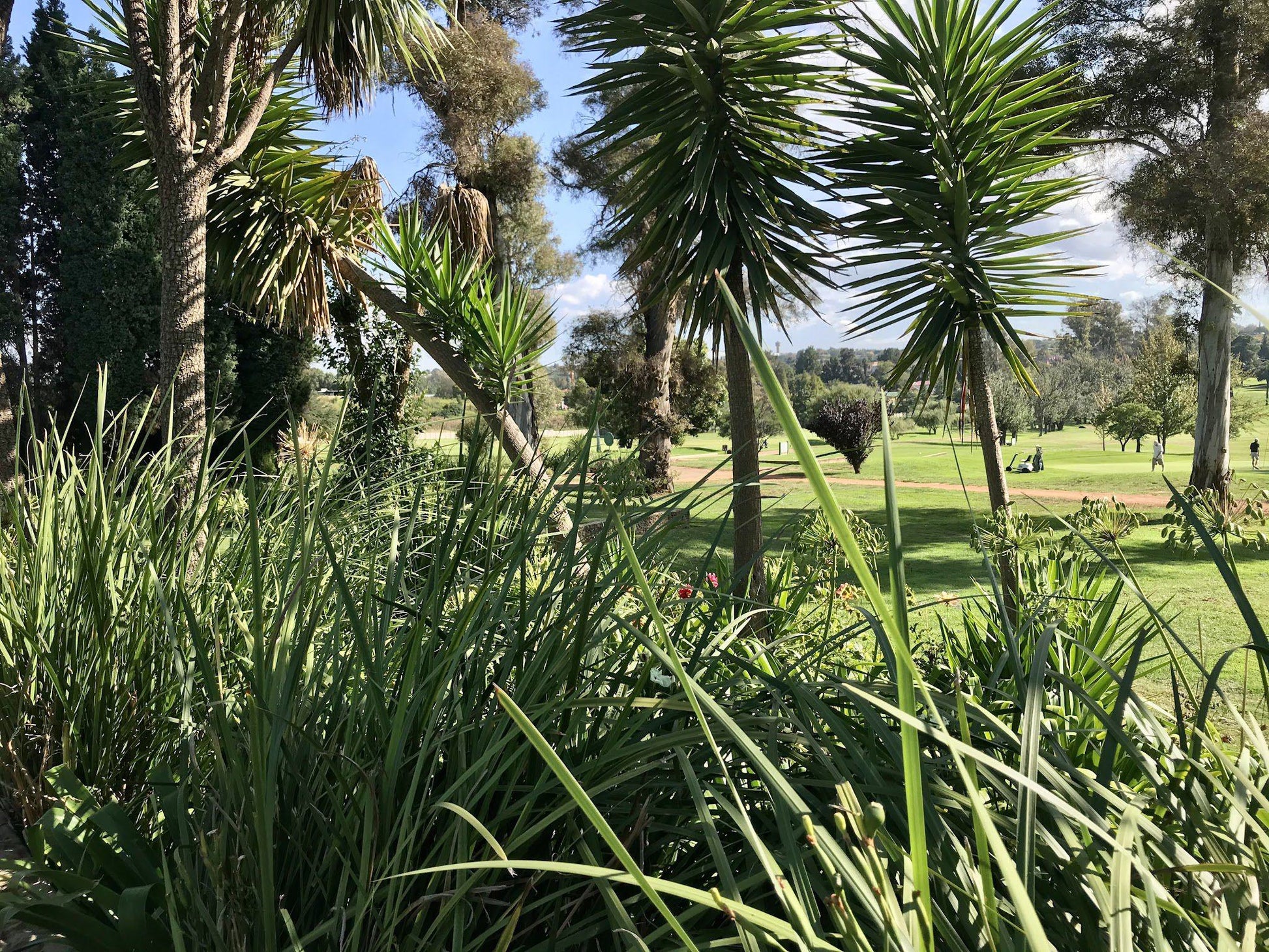 Nature, Ball Game, Sport, Golfing, Palm Tree, Plant, Wood, Garden, C M R Golf Club, 300 Spencer Rd, Maraisburg, Randburg, 1700